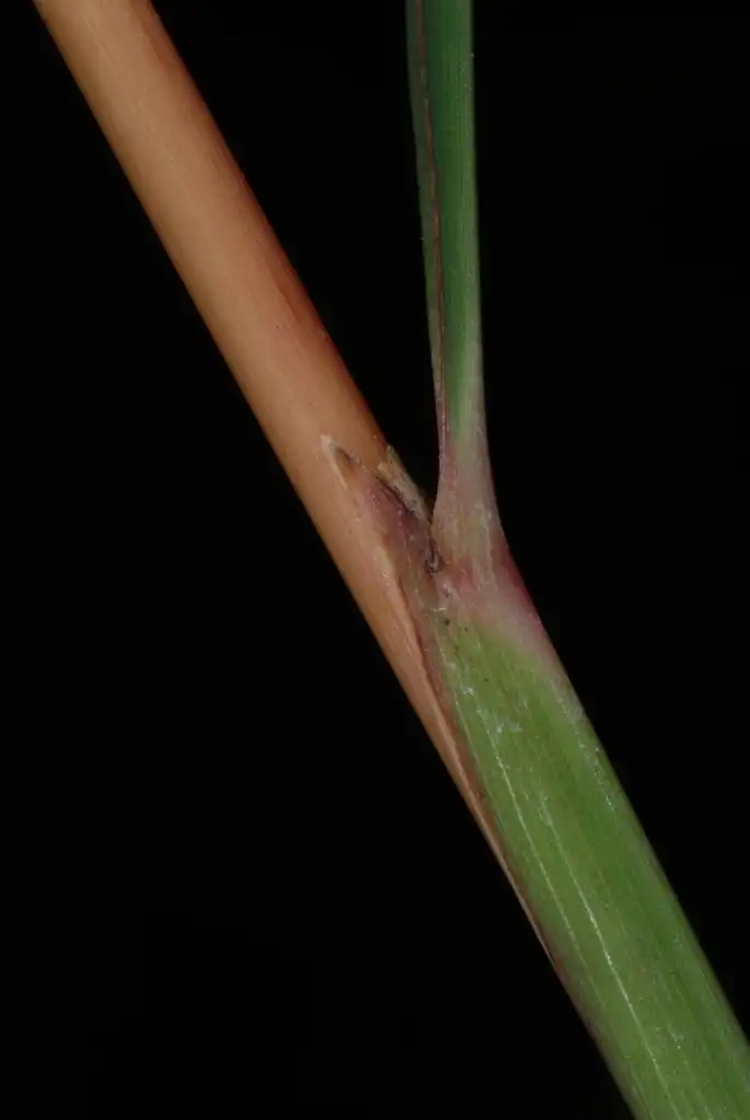 Фото Sorghastrum nutans - (Lambton, Toronto, ON)-Early Fall:Douglas Goldman, USDA