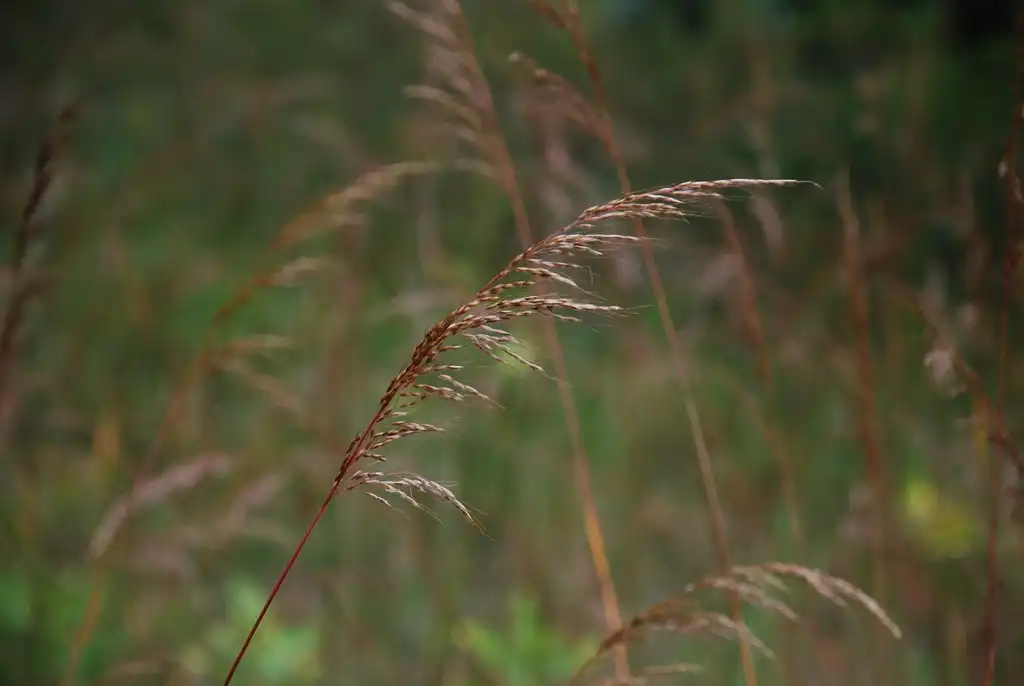 Фото Sorghastrum nutans - (Lambton, Toronto, ON)-Early Fall:Douglas Goldman, USDA