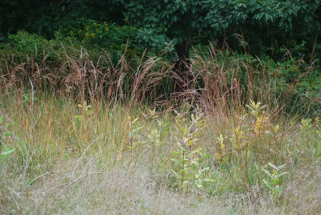 Фото Sorghastrum nutans - (Lambton, Toronto, ON)-Early Fall:Douglas Goldman, USDA
