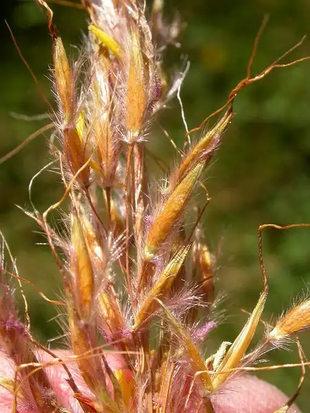 Фото Sorghastrum nutans - Inflorescence:Matt Lavin
