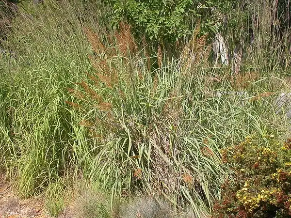 Фото Sorghastrum nutans - Form:Matt Lavin