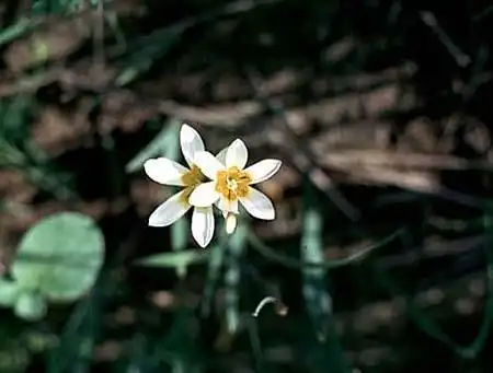 Photo of Sparaxis hybrids (Sparaxis hybridss)