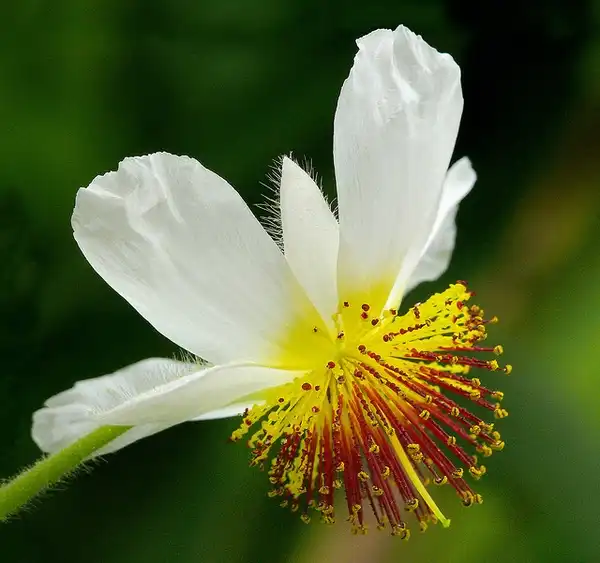 Foto de Sparmannia africana (Sparmannia africanas)