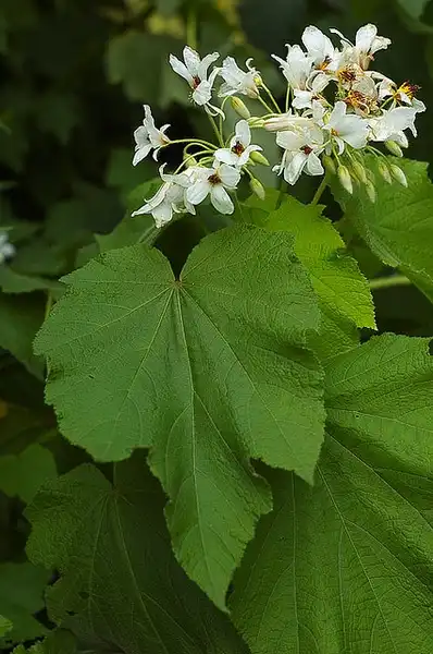 Foto de Sparmannia africana (Sparmannia africanas)