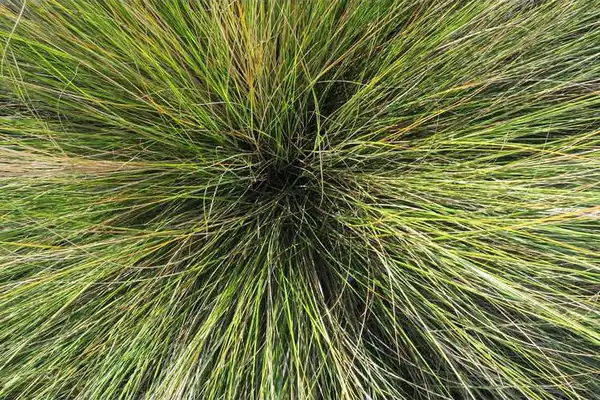 Foto de Spartina bakeri (Spartina bakeris)