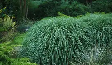 Photo of Spartina pectinata (Spartina pectinatas)
