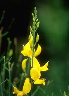 Photo of Spartium junceum (Spartium junceums)