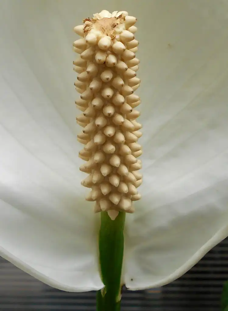 Photo of Spathiphyllum (Spathiphyllums)