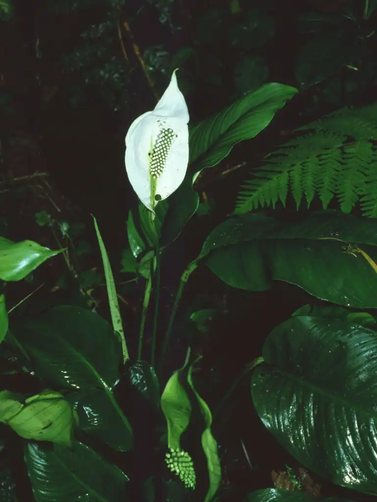 Photo of Spathiphyllum (Spathiphyllums)