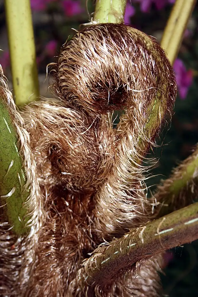 Фото Sphaeropteris cooperi (Sphaeropteris cooperis)