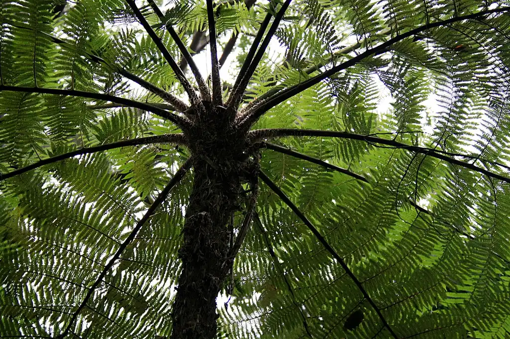 Фото Sphaeropteris cooperi (Sphaeropteris cooperis)