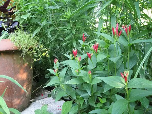 Foto de Spigelia marilandica (Spigelia marilandicas)