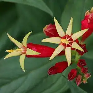 Foto de Spigelia marilandica (Spigelia marilandicas)
