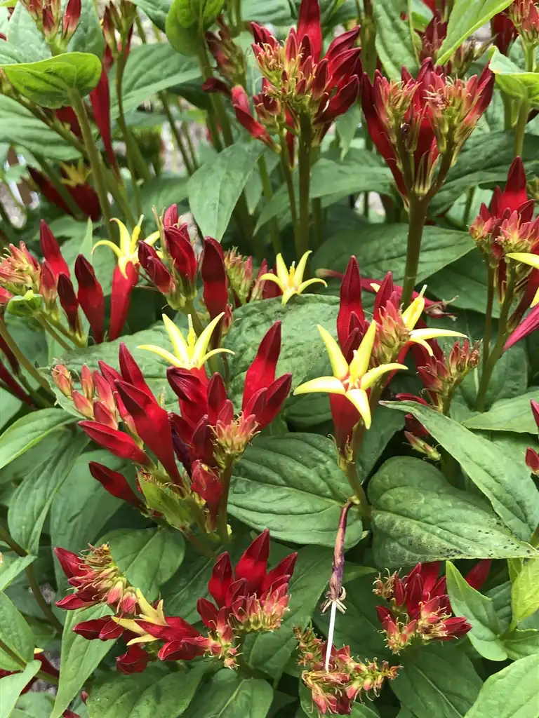 Foto de Spigelia marilandica - flowers, Wake County, NC:Cathy Dewitt