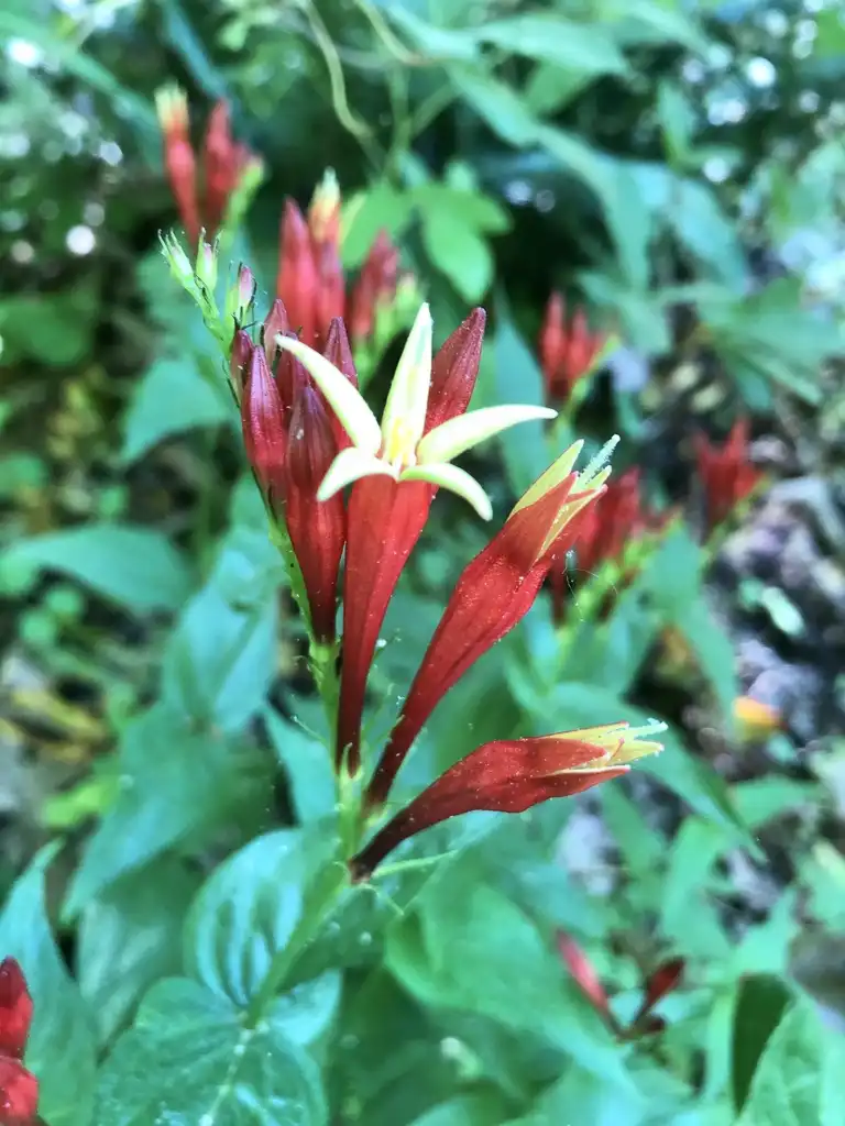 Foto de Spigelia marilandica - Flower Close-up (Haywood County, NC):Marcia Boyle