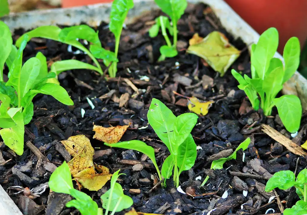 Photo of Spinacia oleracea (Spinacia oleraceas)