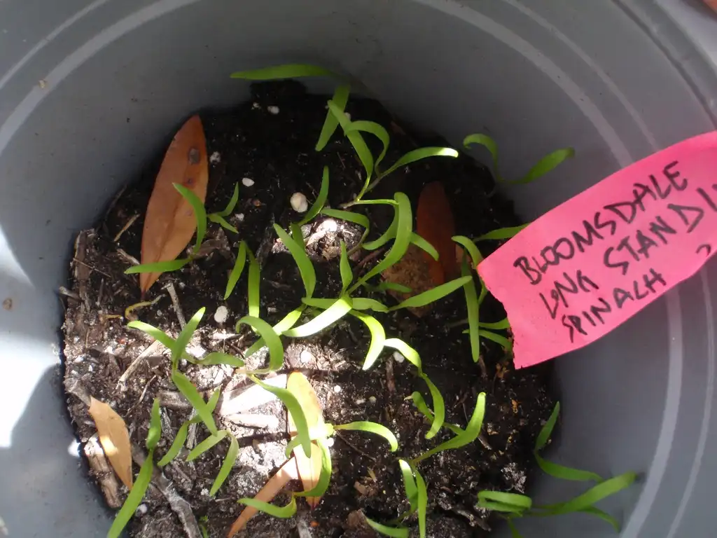 Photo of Spinacia oleracea (Spinacia oleraceas)