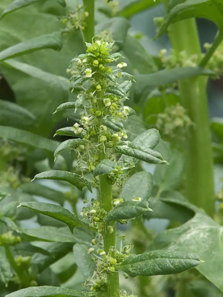 Photo of Spinacia oleracea - male flower:Rasbak