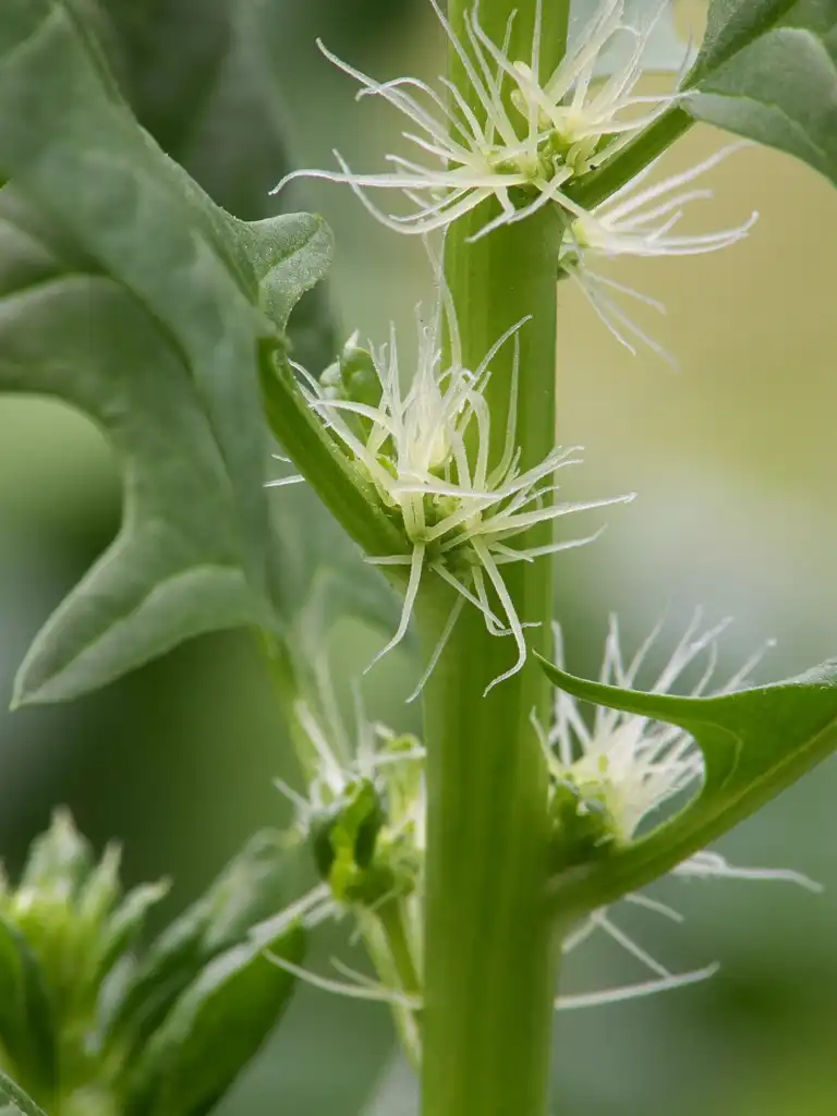 Photo of Spinacia oleracea - female flowers:Rasbak