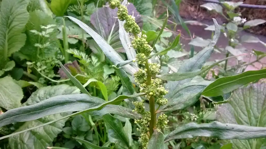 Photo of Spinacia oleracea - flowers:Krish Dulal