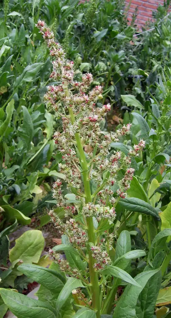 Photo of Spinacia oleracea - flowers:Shizhao