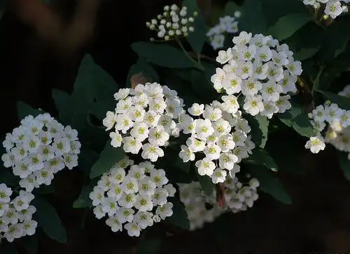 Фото Spiraea cantoniensis (Spiraea cantoniensiss)