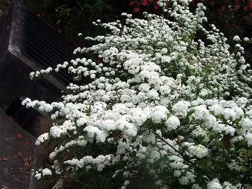 Фото Spiraea cantoniensis (Spiraea cantoniensiss)