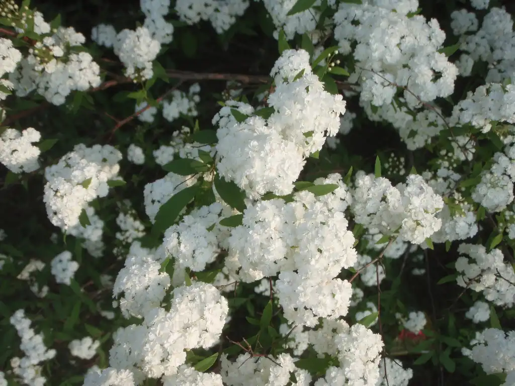 Фото Spiraea cantoniensis - 'Laciniata' Flower and Leaf:Jim Robbins