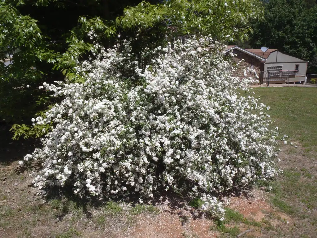 Фото Spiraea cantoniensis - 'Laciniata' Flower Form:Jim Robbins