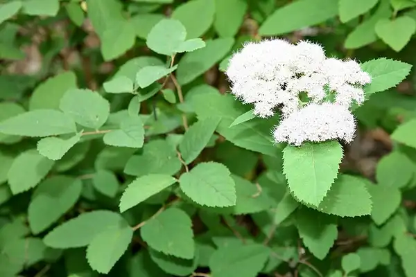 Фото Spiraea fritschiana (Spiraea fritschianas)
