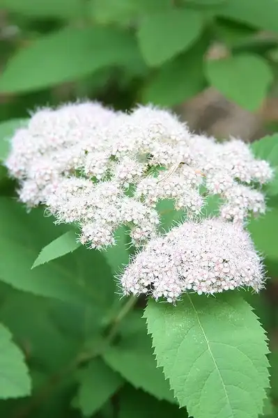 Фото Spiraea fritschiana (Spiraea fritschianas)