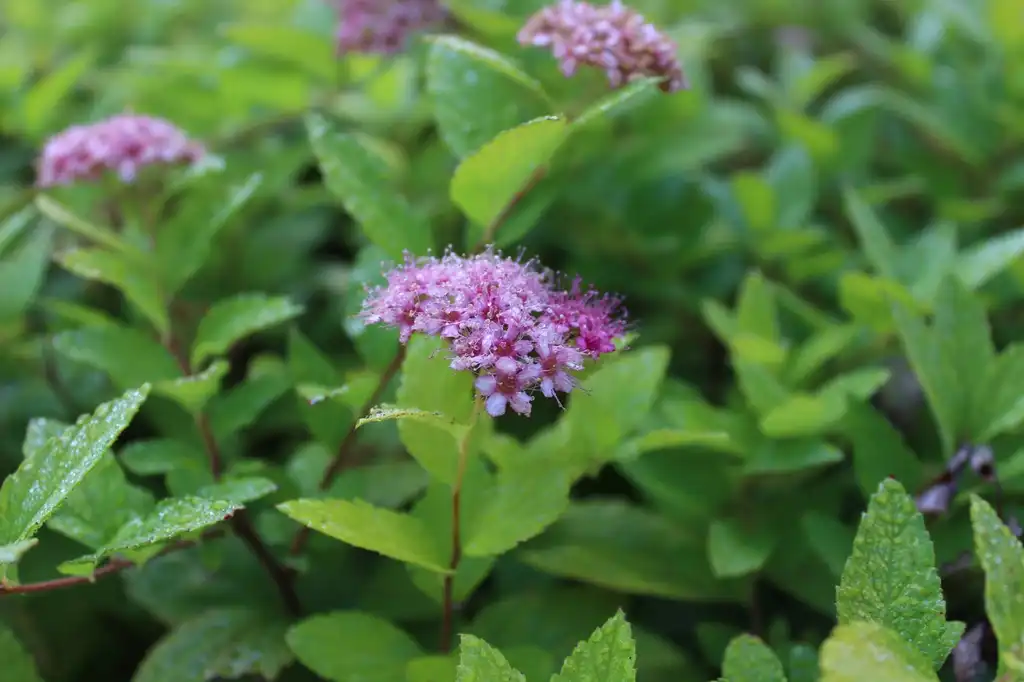 Photo of Spiraea japonica 'Gold Mound' (Spiraea japonica 'Gold Mound's)