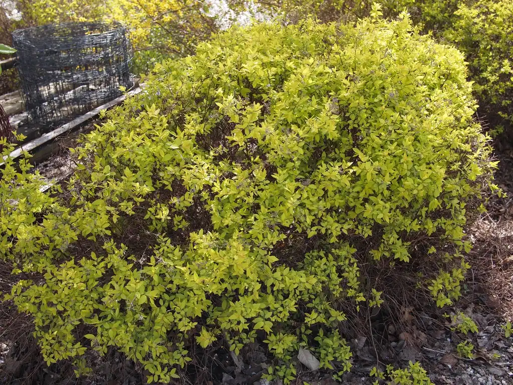 Photo of Spiraea japonica 'Gold Mound' (Spiraea japonica 'Gold Mound's)