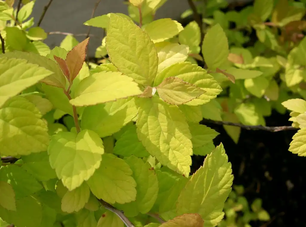 Photo of Spiraea japonica 'Gold Mound' - Leaves:KENPEI
