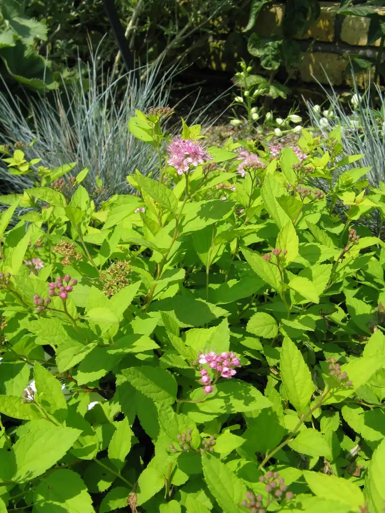 Photo of Spiraea japonica 'Gold Mound' - Flowers and leaves:KENPEI