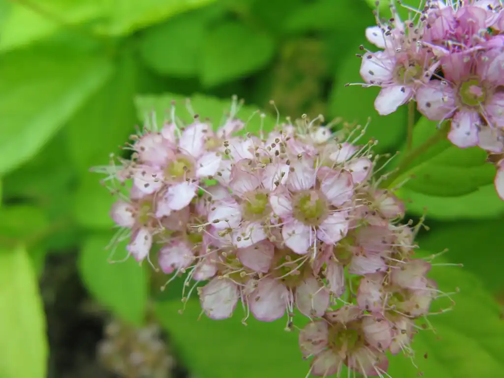 Photo of Spiraea japonica 'Gold Mound' - Flowers:KENPEI