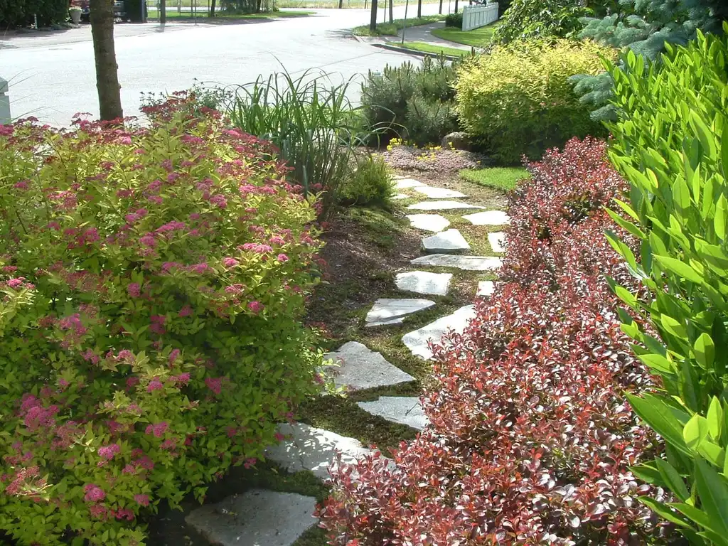 Photo of Spiraea japonica 'Gold Mound' - Paver Pathway Garden:Peter Stevens