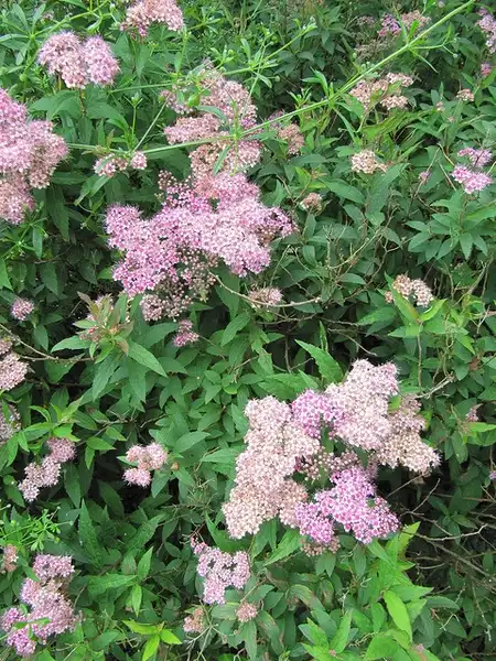 Photo of Spiraea japonica (Spiraea japonicas)