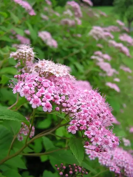 Photo of Spiraea japonica (Spiraea japonicas)