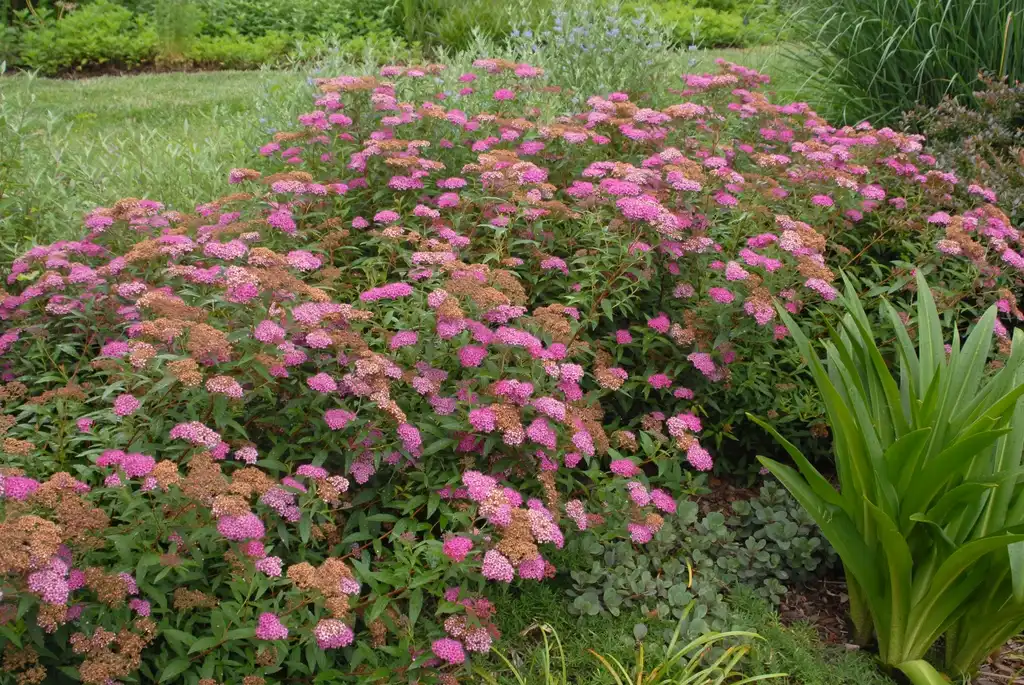 Photo of Spiraea japonica - 'Neon Flash' Flower Form:Jim Robbins