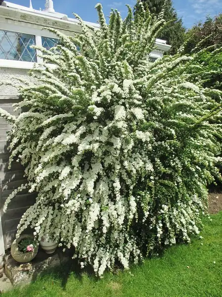 Photo of Spiraea nipponica 'Snowmound' (Spiraea nipponica 'Snowmound's)