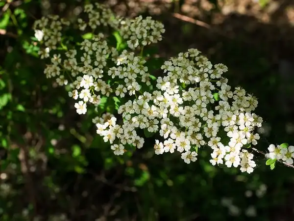 Photo of Spiraea nipponica 'Snowmound' (Spiraea nipponica 'Snowmound's)