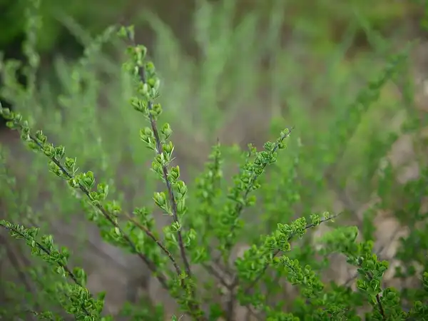 Photo of Spiraea nipponica 'Snowmound' - Leaves:F. D. Richards