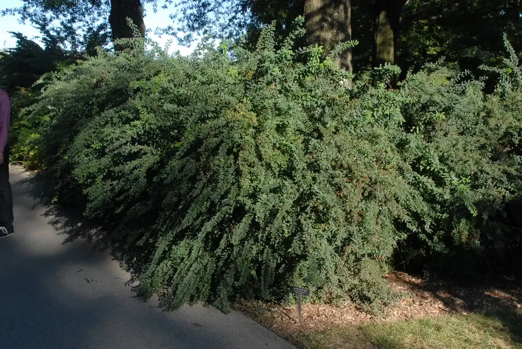 Photo of Spiraea nipponica 'Snowmound' - Form:Jim Robbins