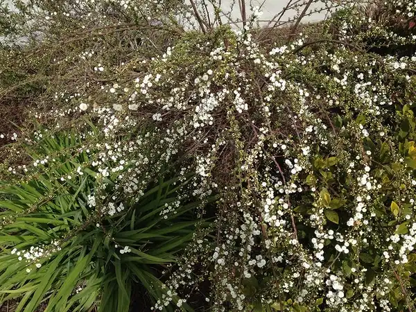 Photo of Spiraea prunifolia (Spiraea prunifolias)