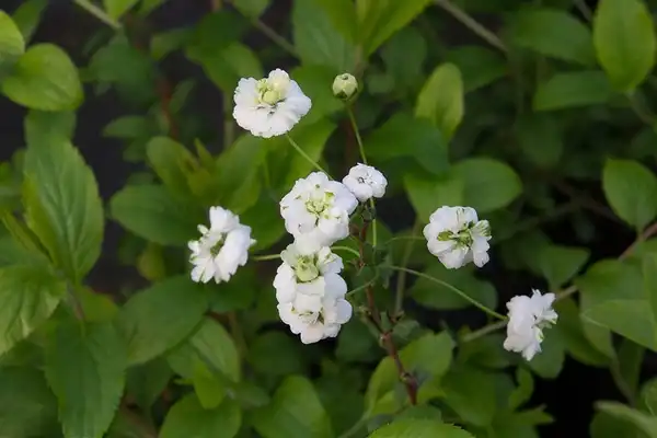 Photo of Spiraea prunifolia (Spiraea prunifolias)