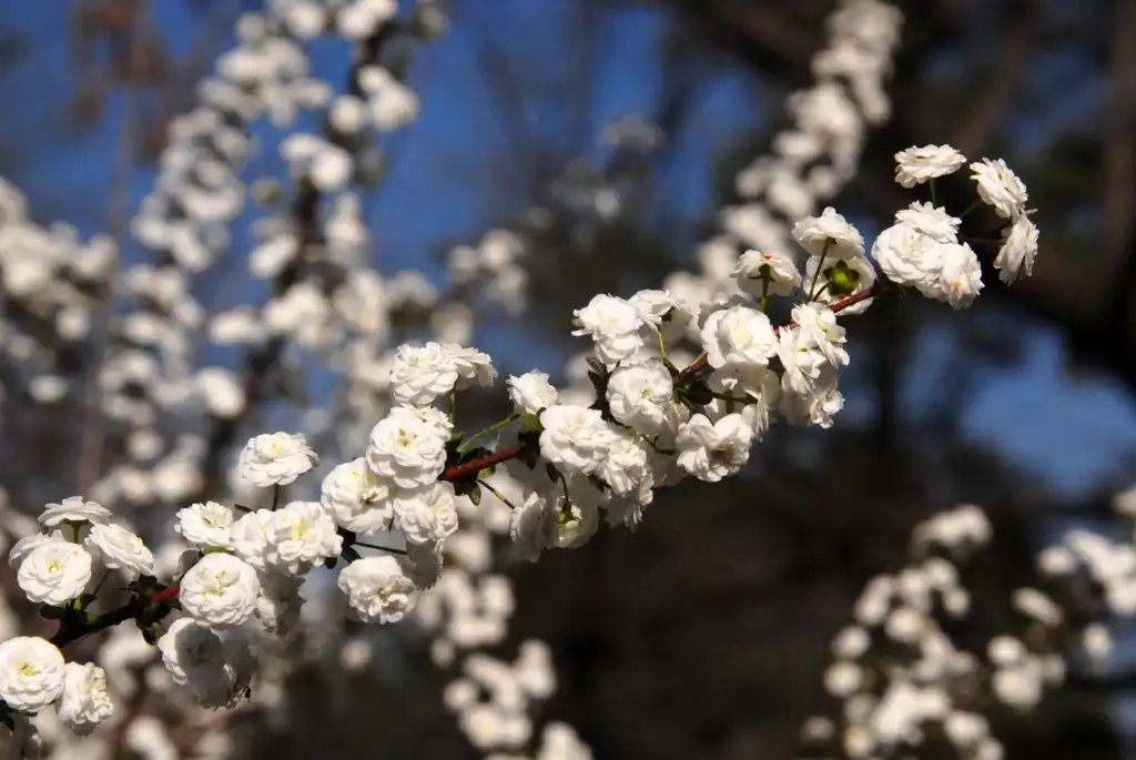 Photo of Spiraea prunifolia - Flower:Jim Robbins