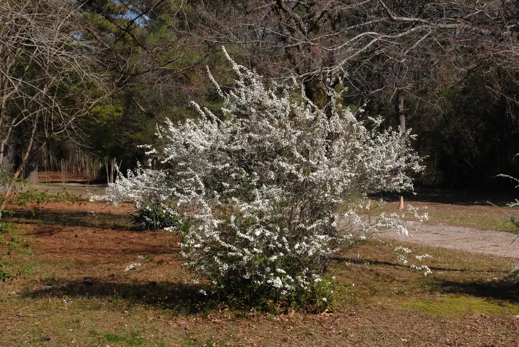 Photo of Spiraea prunifolia - Form:Jim Robbins