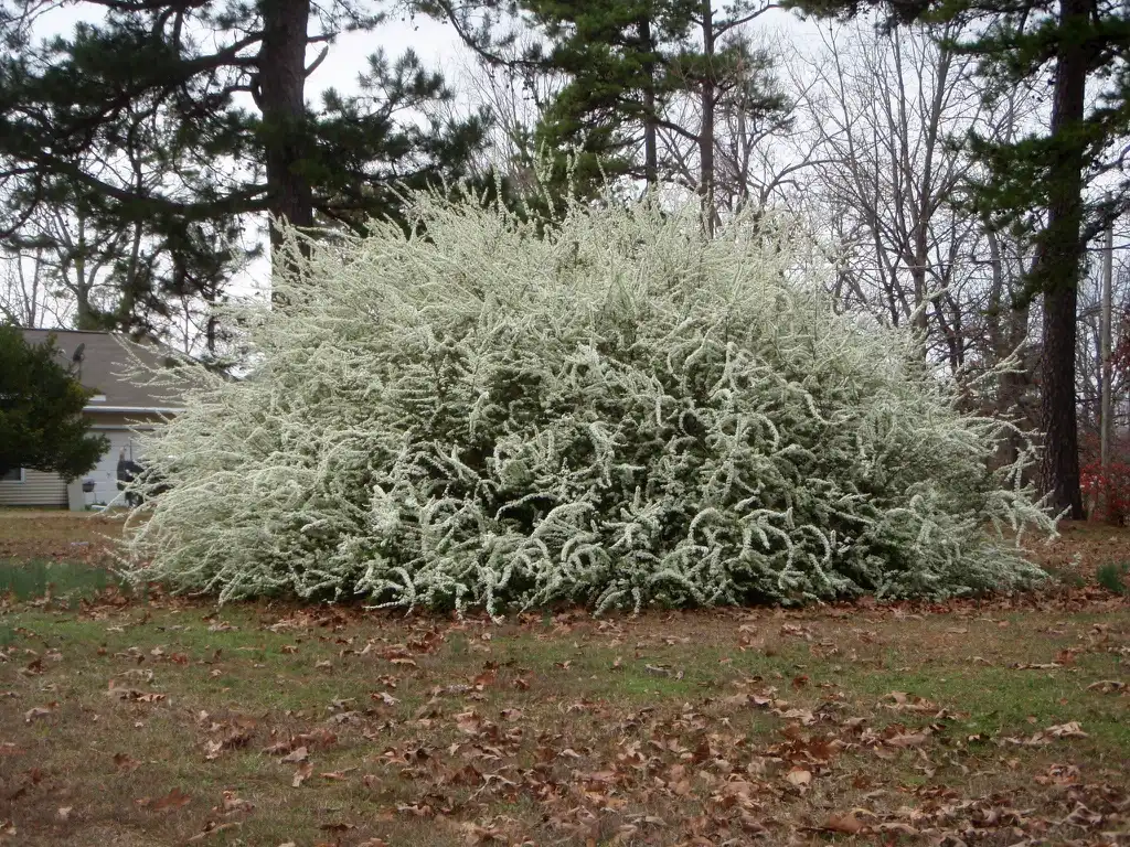 Фото Spiraea salicifolia (Spiraea salicifolias)