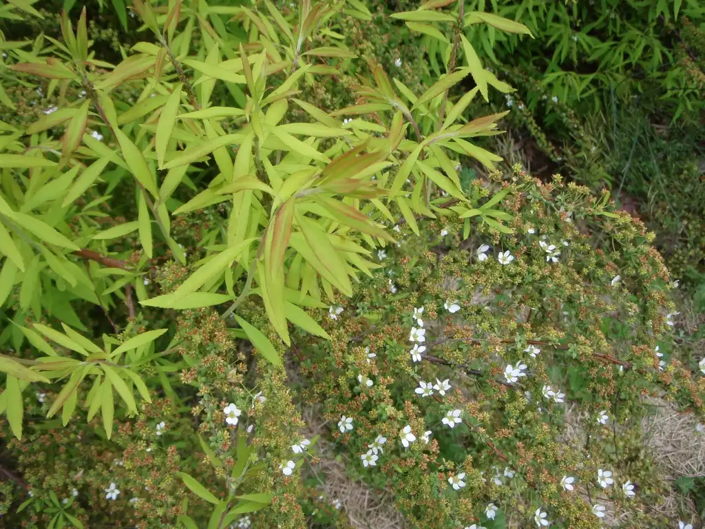 Фото Spiraea salicifolia (Spiraea salicifolias)
